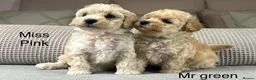 Maltipoo dogs for sale: BEAUTIFUL MALTIPOOS FROM DNA TESTED CLEAR PARENTS  - Advert 37