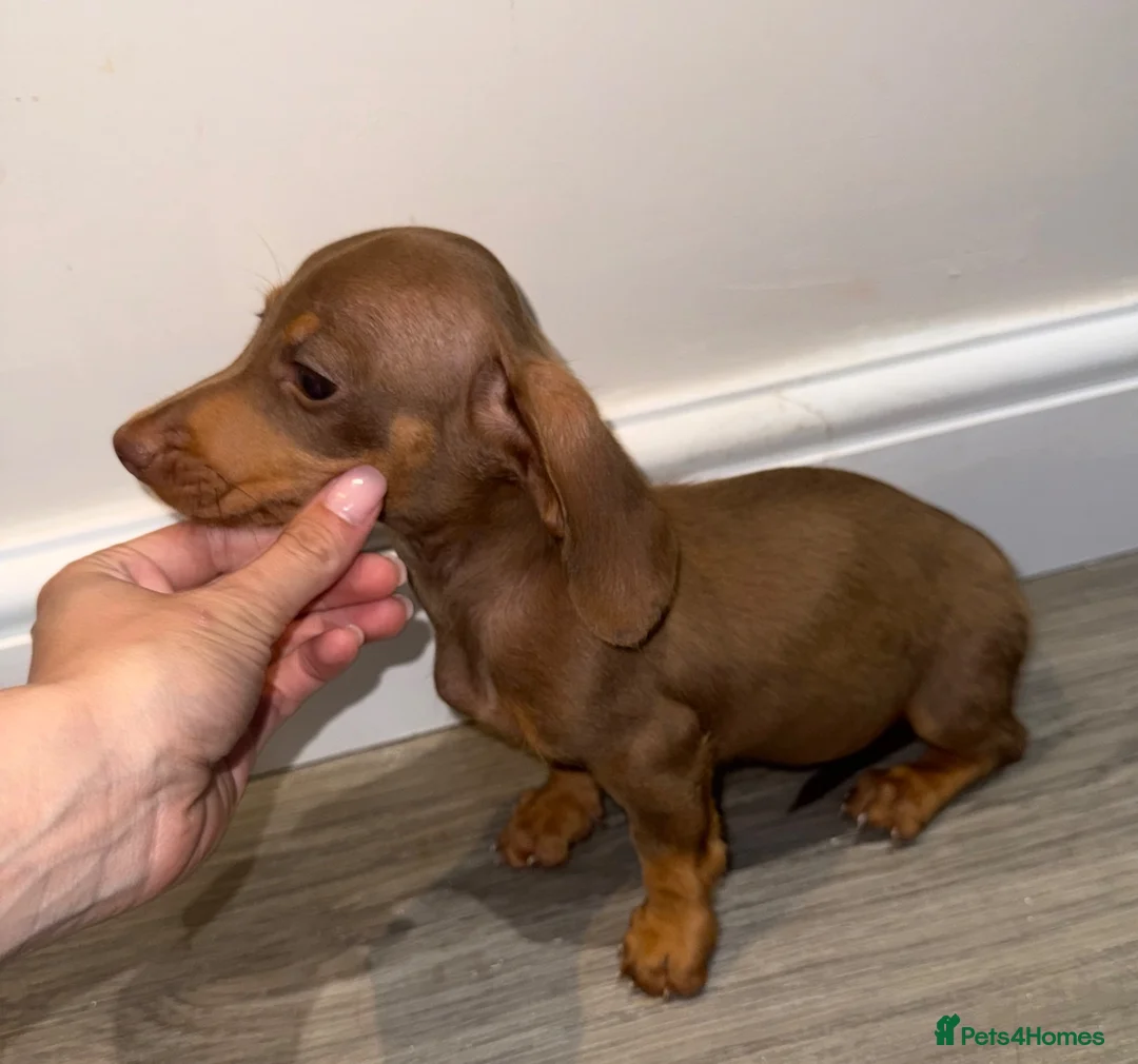 Miniature Dachshund dogs for sale: LAST MINIATURE DACHSHUND BOY - Advert 1