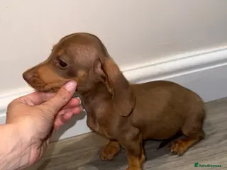 Miniature Dachshund dogs LAST MINIATURE DACHSHUND BOY - Advert 16