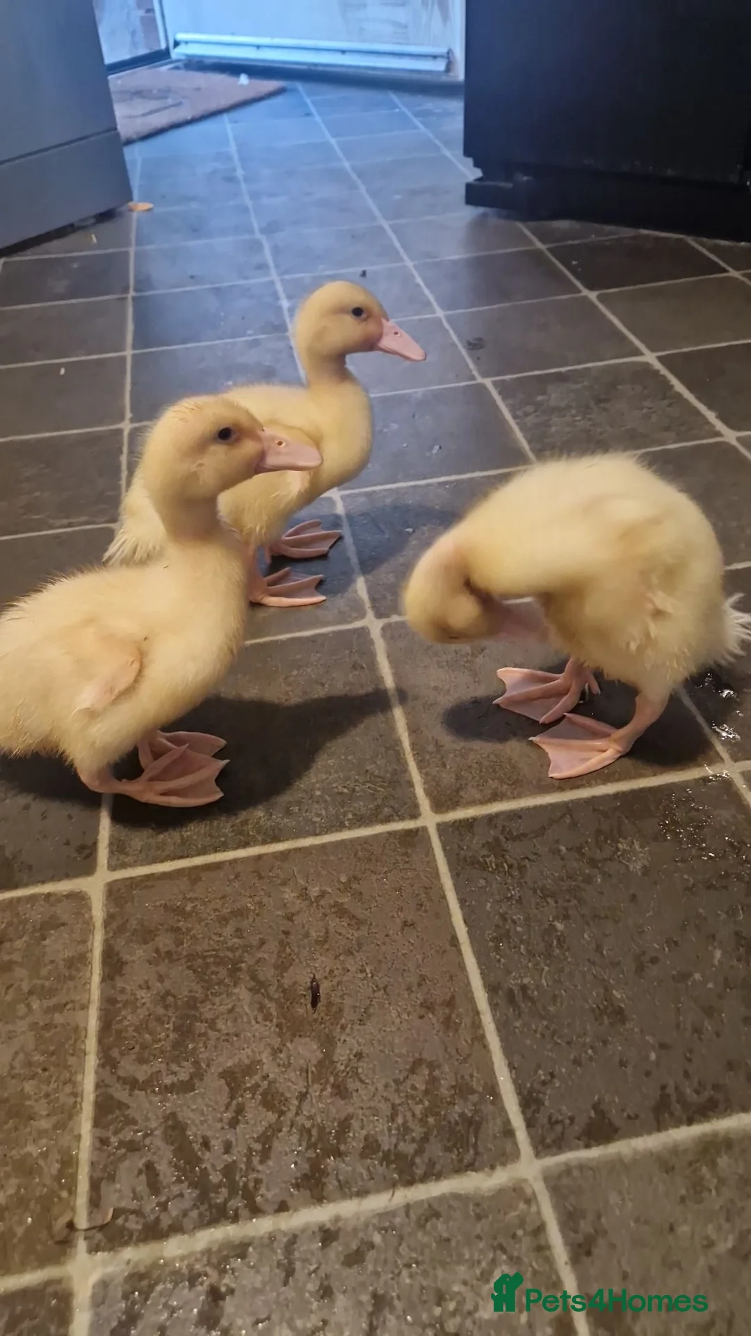 Ducks poultry for sale: Cherry valley ducklings  in Newark - Advert 2