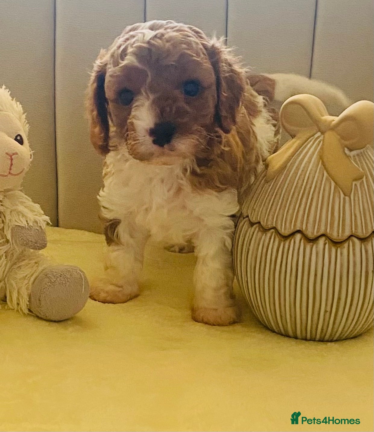 Cavapoo dogs Gorgeous Cavapoo puppies  - Advert 4