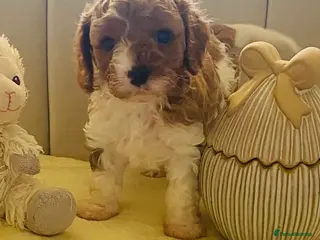 Cavapoo dogs Gorgeous Cavapoo puppies - Advert 4