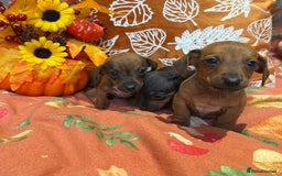 Dachshund dogs for sale: Dachshund puppies - Image 6