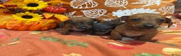 Dachshund dogs for sale: Dachshund puppies - Advert 6