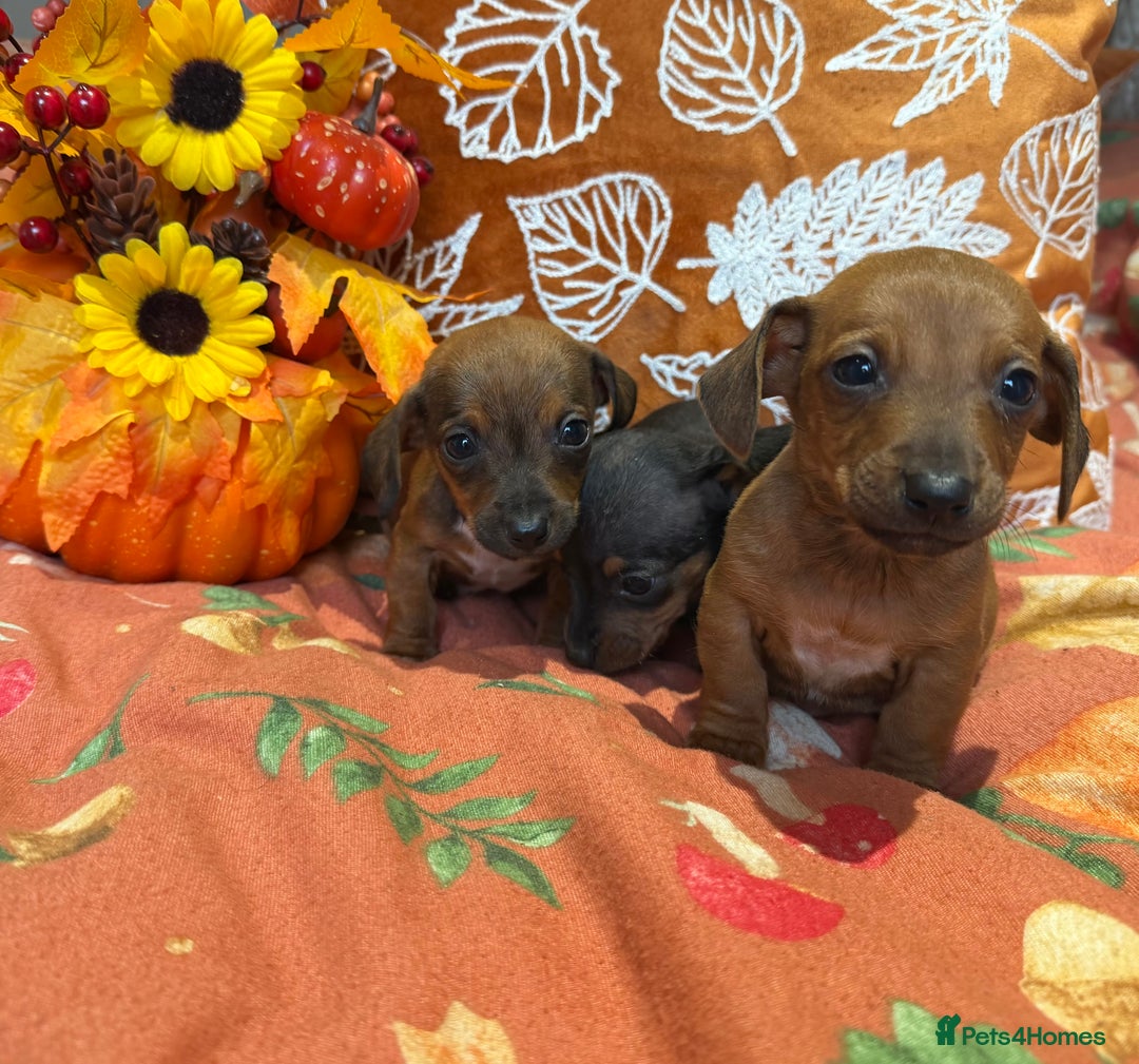 Dachshund dogs for sale: Dachshund puppies - Image 6
