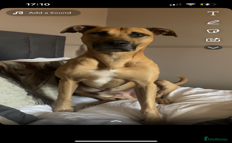 Lurcher dogs - Advert 1