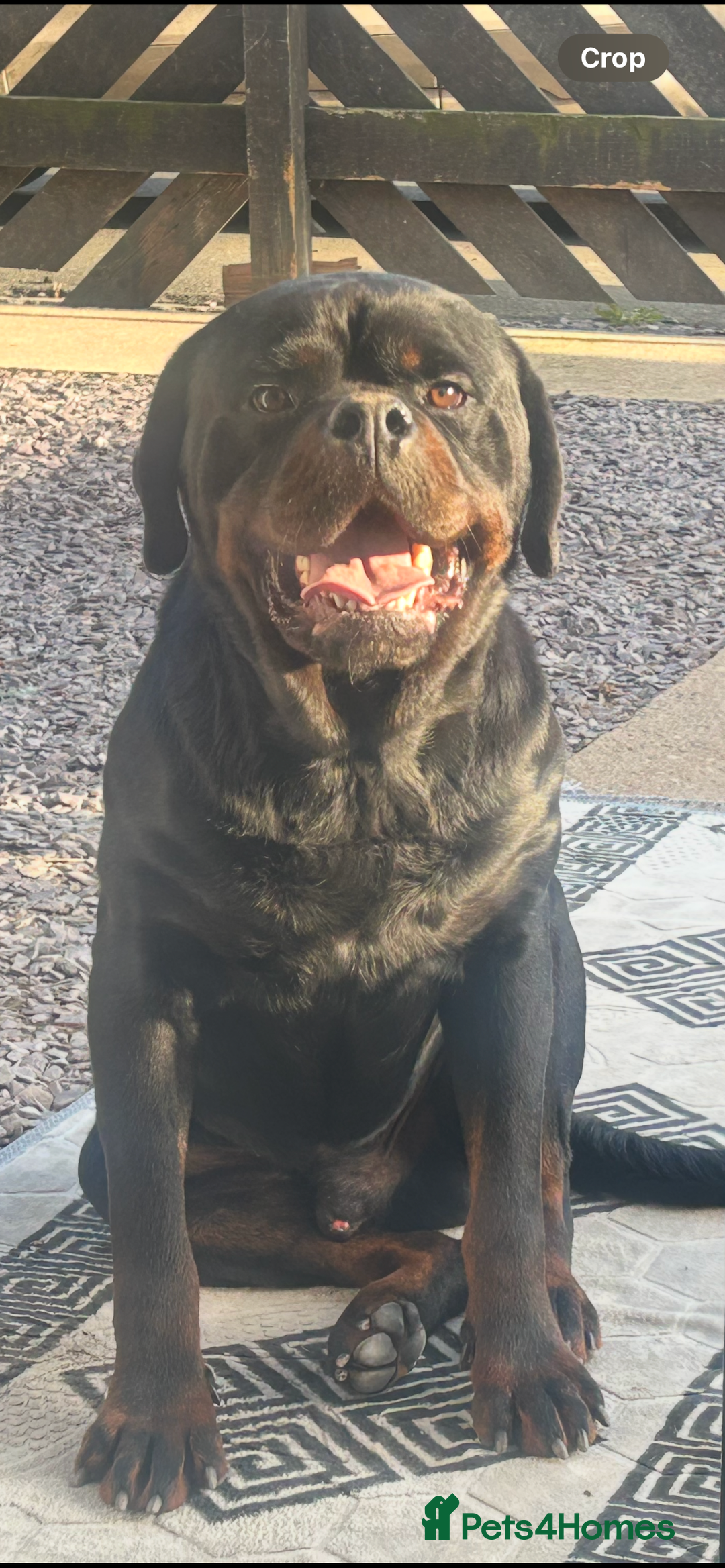 Rottweiler dogs for stud: KC registered STUD ONLY - Advert 7