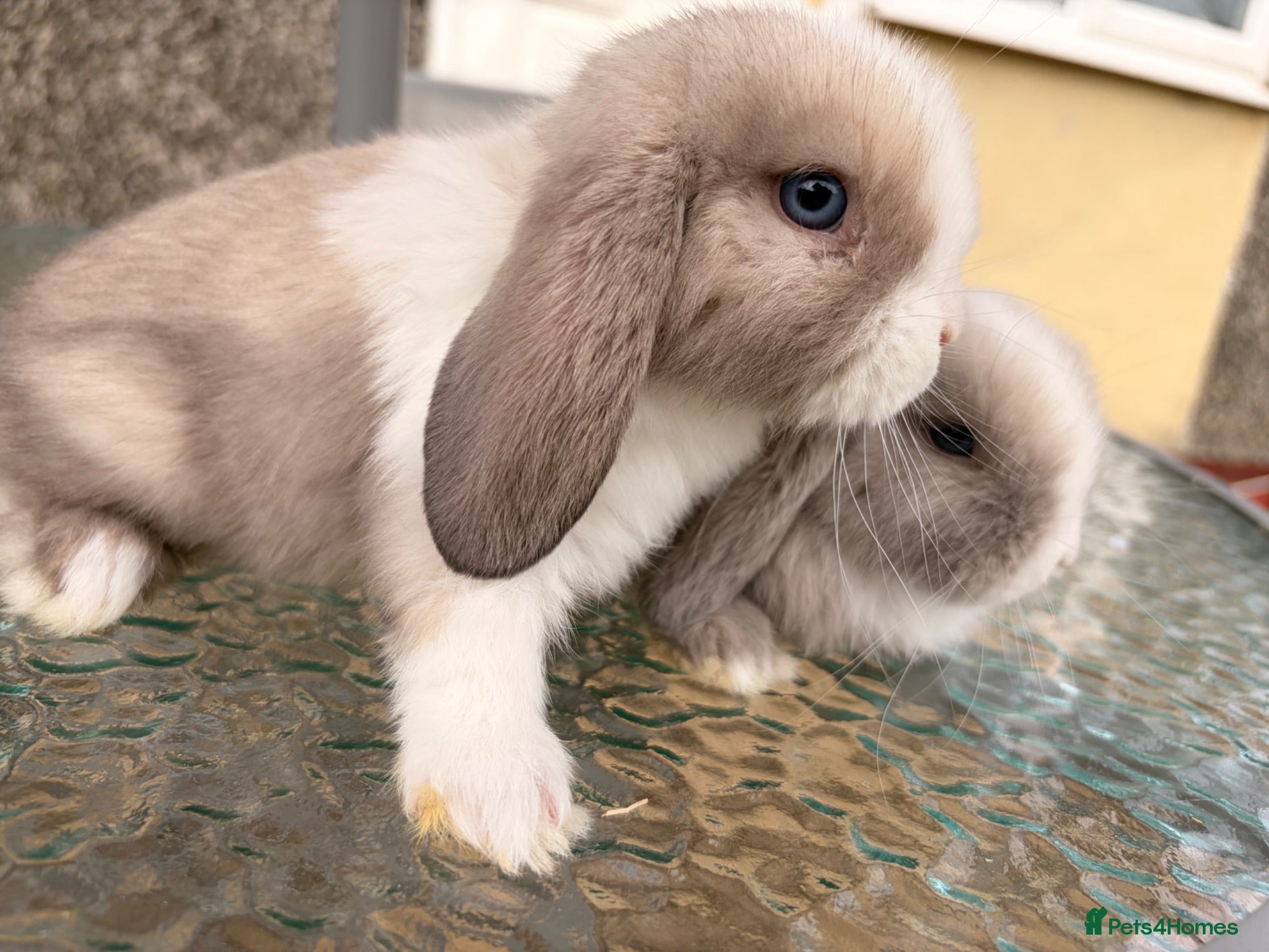 Mini Lop rabbits Amazing mini lop babies  - Advert 1