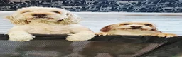 Cockapoo dogs for sale: Golden Cockapoo Puppies - Advert 25