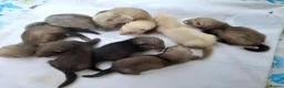 Ferret rodents for sale: Baby  ferrets for sale in Uckfield - Advert 2