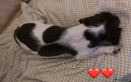 English Springer Spaniel dogs for sale: Springer spaniel puppies  - Image 6