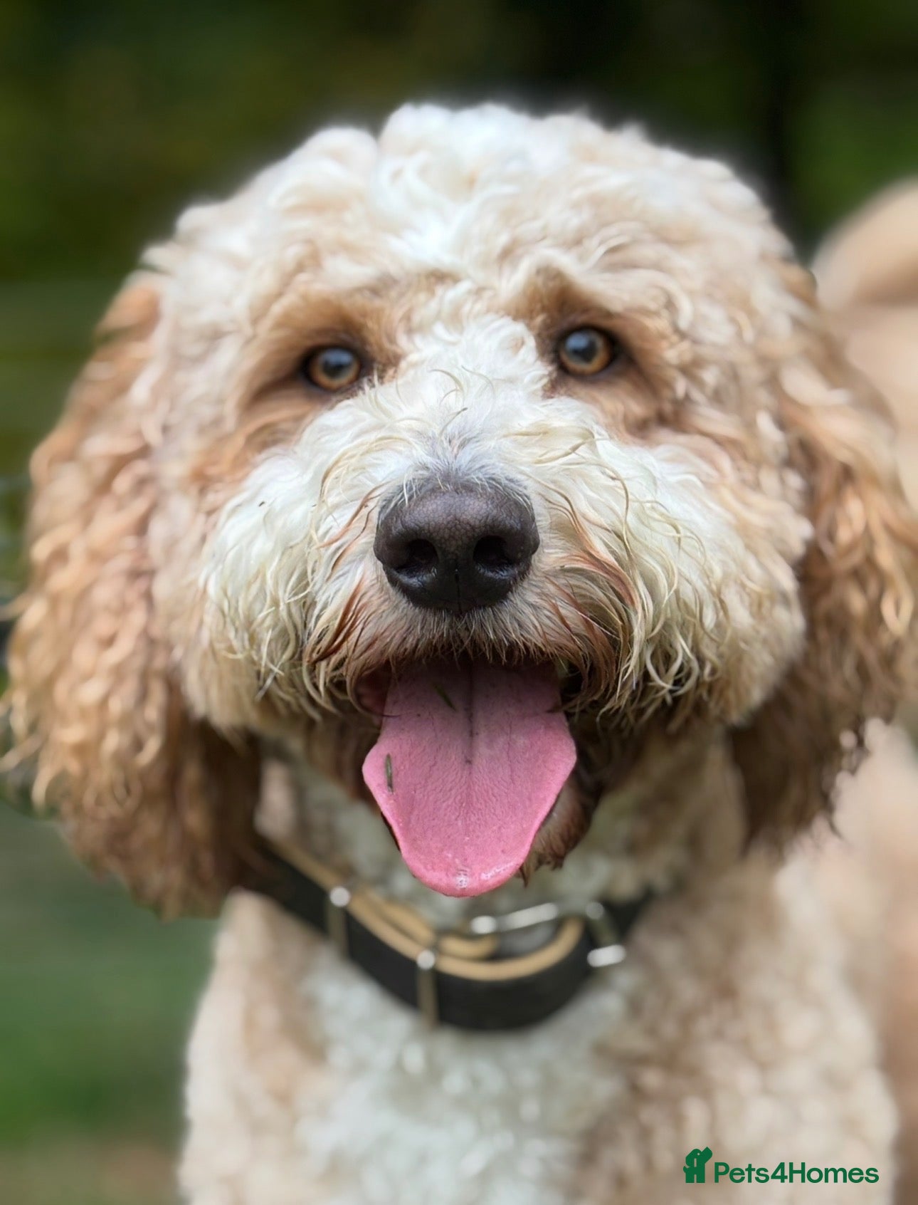 Labradoodle dogs Beautiful Boy - Looking for a 5 ⭐️ Home  - Advert 1