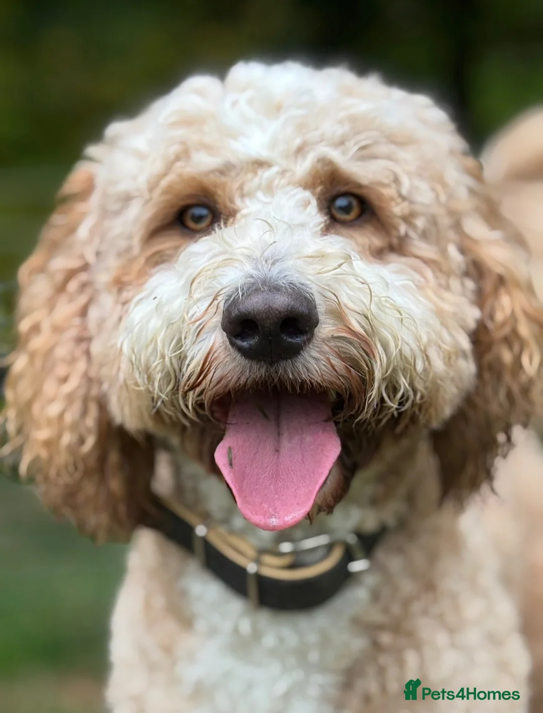Labradoodle dogs for sale: Beautiful Boy - Looking for a 5 ⭐️ Home  - Advert 1