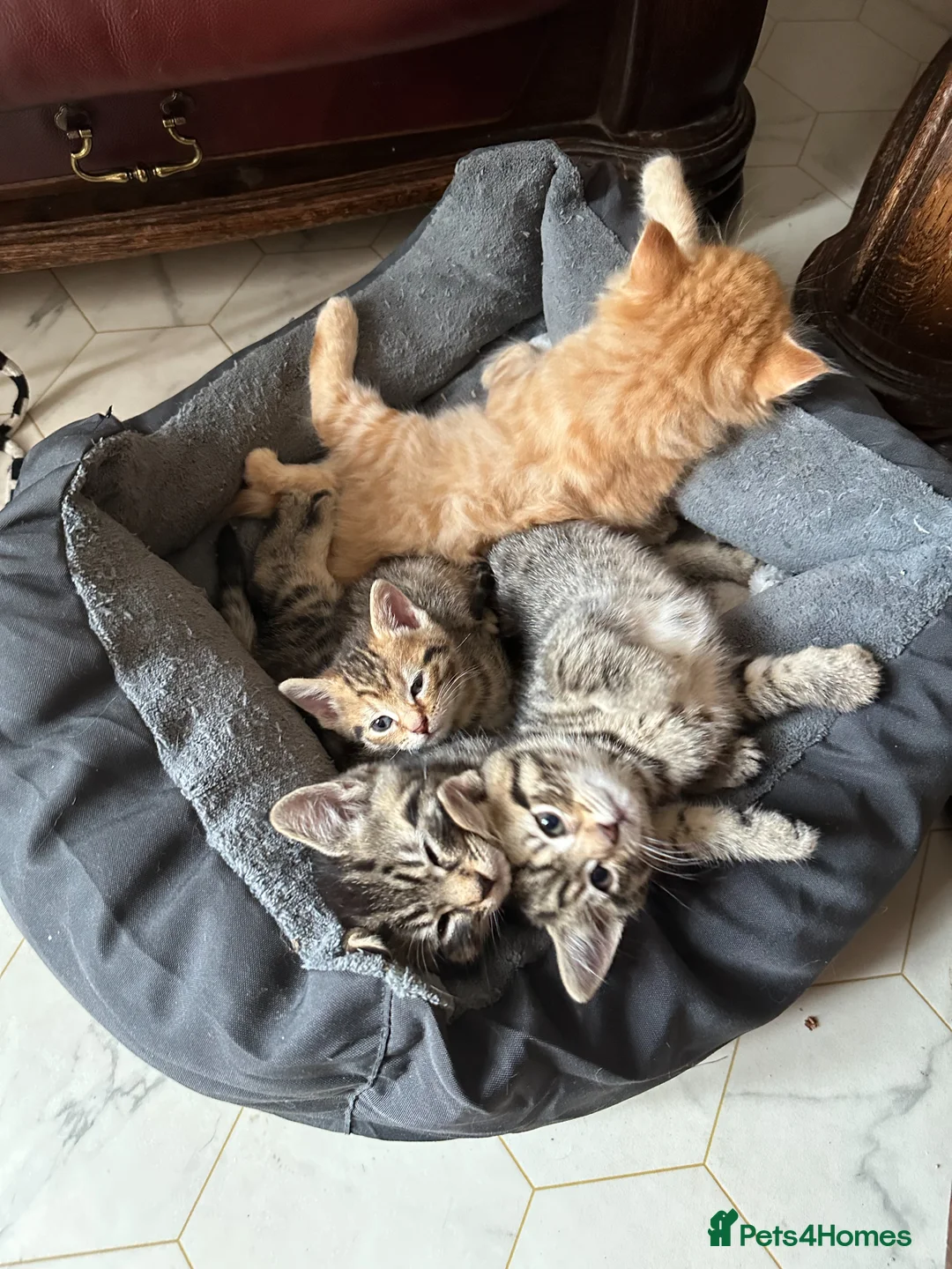 Mixed Breed cats for sale: Beautiful Kittens 2 Tabby and 1 Ginger - Advert 1