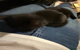 British Shorthair cats for sale: Male black kitten called snitch  - Image 5
