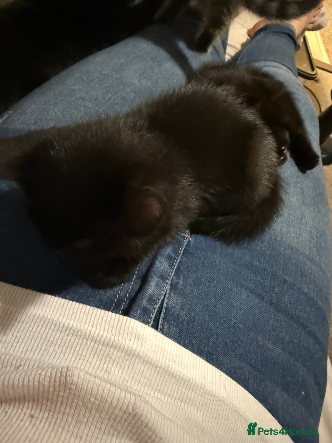 British Shorthair cats for sale: Male black kitten called snitch  - Image 5
