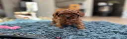 Toy Poodle dogs for sale: Adorable mini Asian poodle  - Advert 4