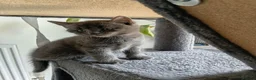 Mixed Breed cats for sale: Grey/blue kitten  - Advert 4
