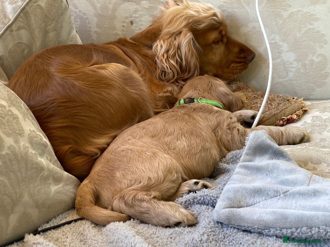 Cocker Spaniel dogs for sale: KC Show Cocker Spaniel Puppies - Due Sept  - Image 15