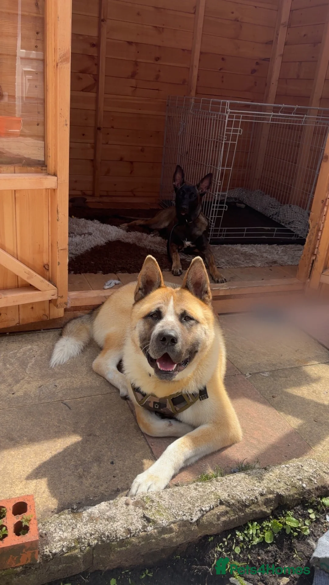 Mixed Breed dogs for sale: Mylo  - Advert 5
