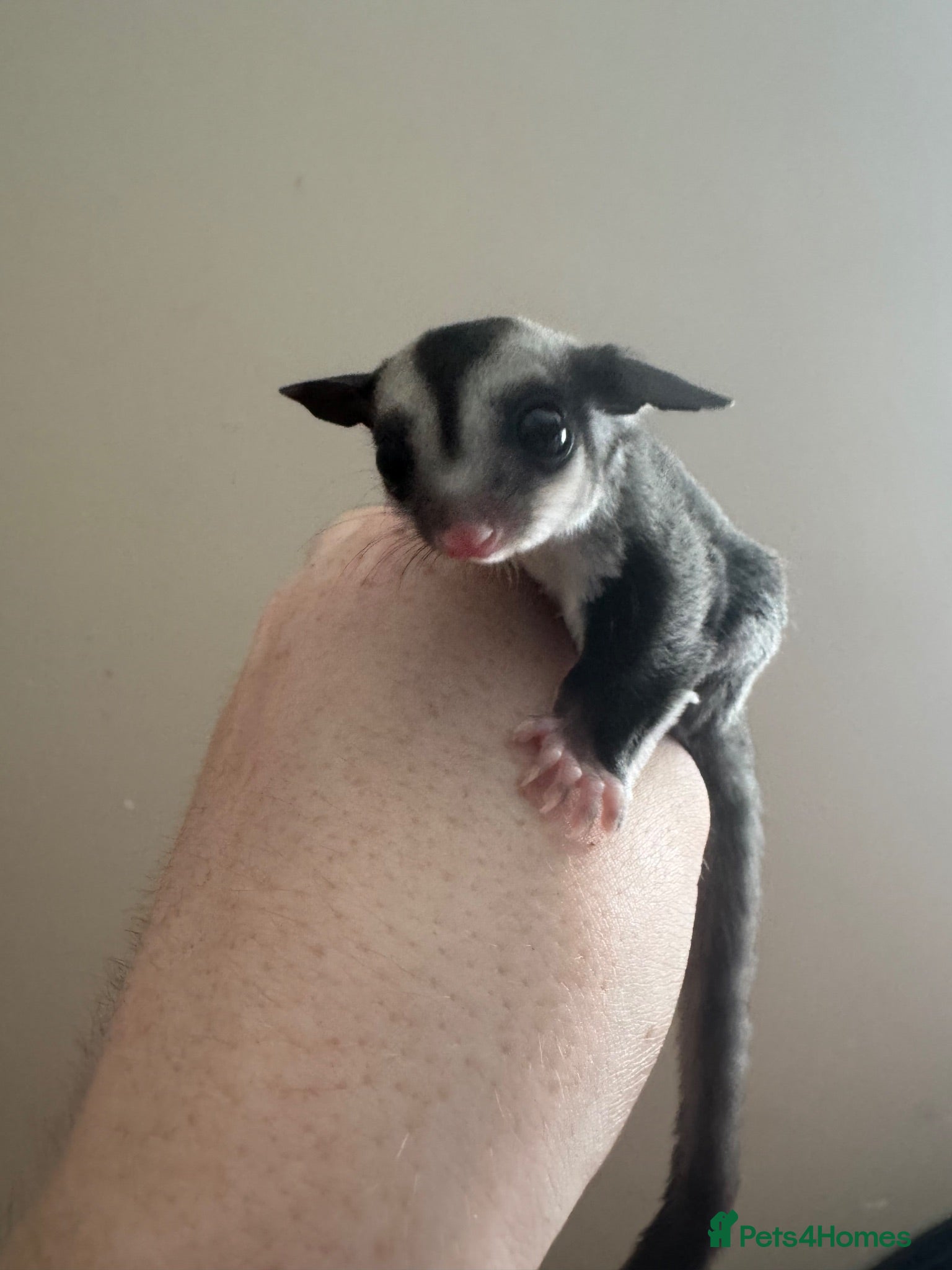 Sugar Glider rodents Black beauty male sugar glider  - Advert 1