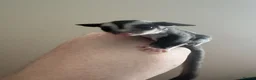 Sugar Glider rodents for sale: Black beauty male sugar glider  - Advert 1