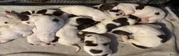 English Springer Spaniel dogs for sale: Stunning kc reg springer spaniel puppies  - Advert 9