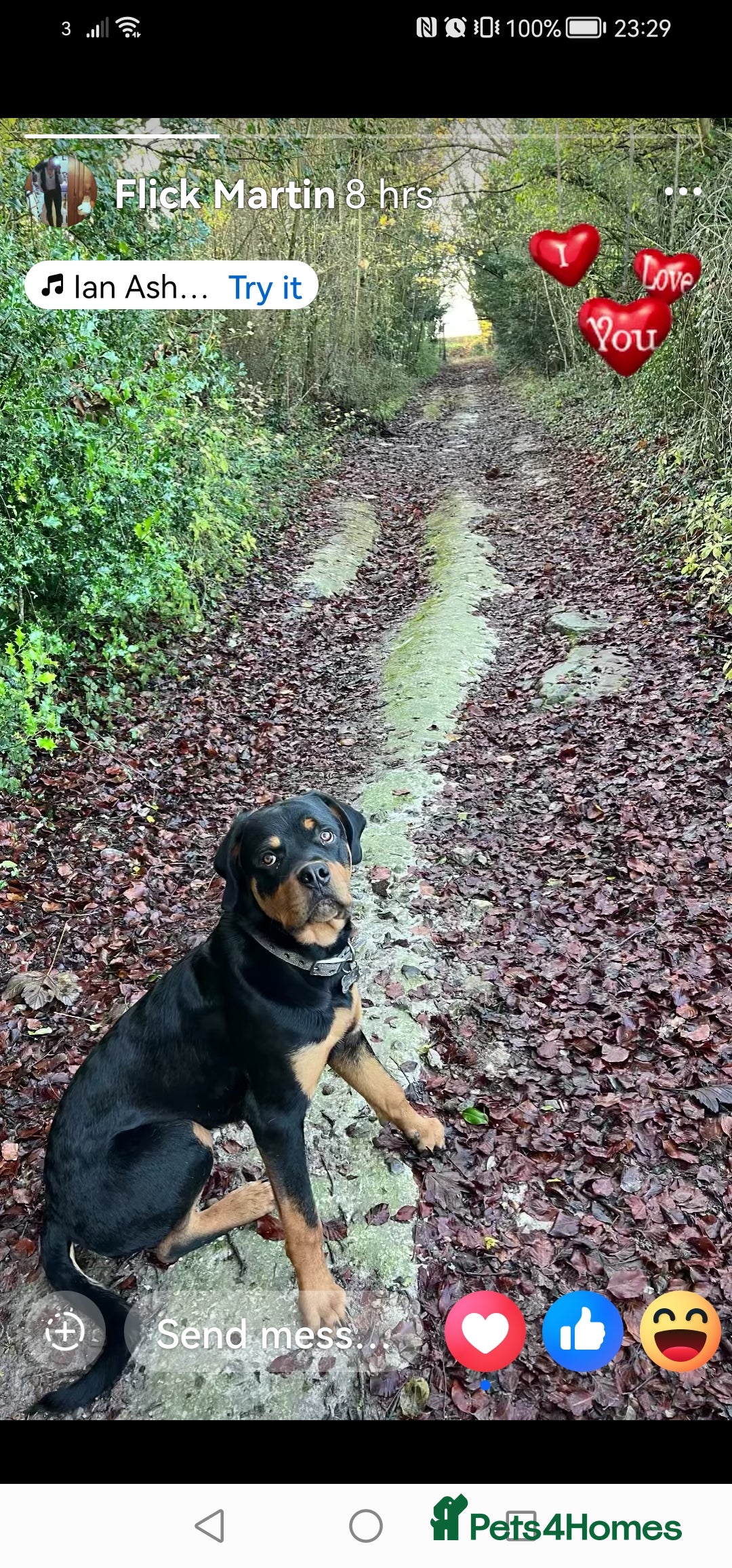 Rottweiler dogs for sale: Rottweiler male - Advert 3