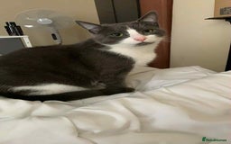 Bombay cats for sale: Two 5 year old male house cats  - Image 5