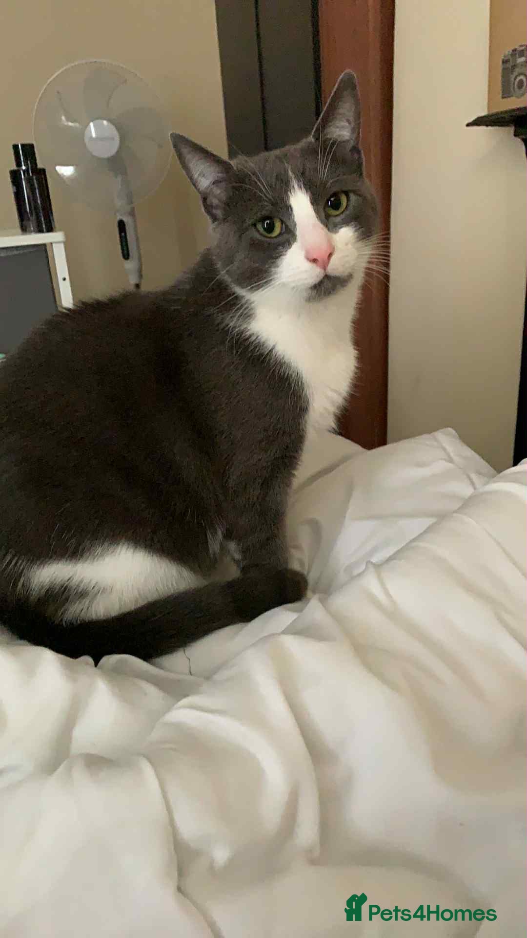 Bombay cats for sale: Two 5 year old male house cats  - Image 5