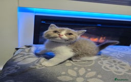 British Shorthair cats for sale: British short hair boy ready now - Image 8