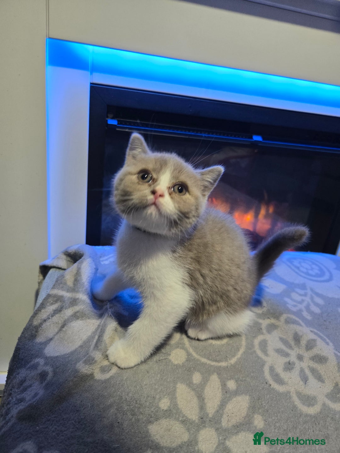 British Shorthair cats for sale: British short hair boy ready now - Image 8