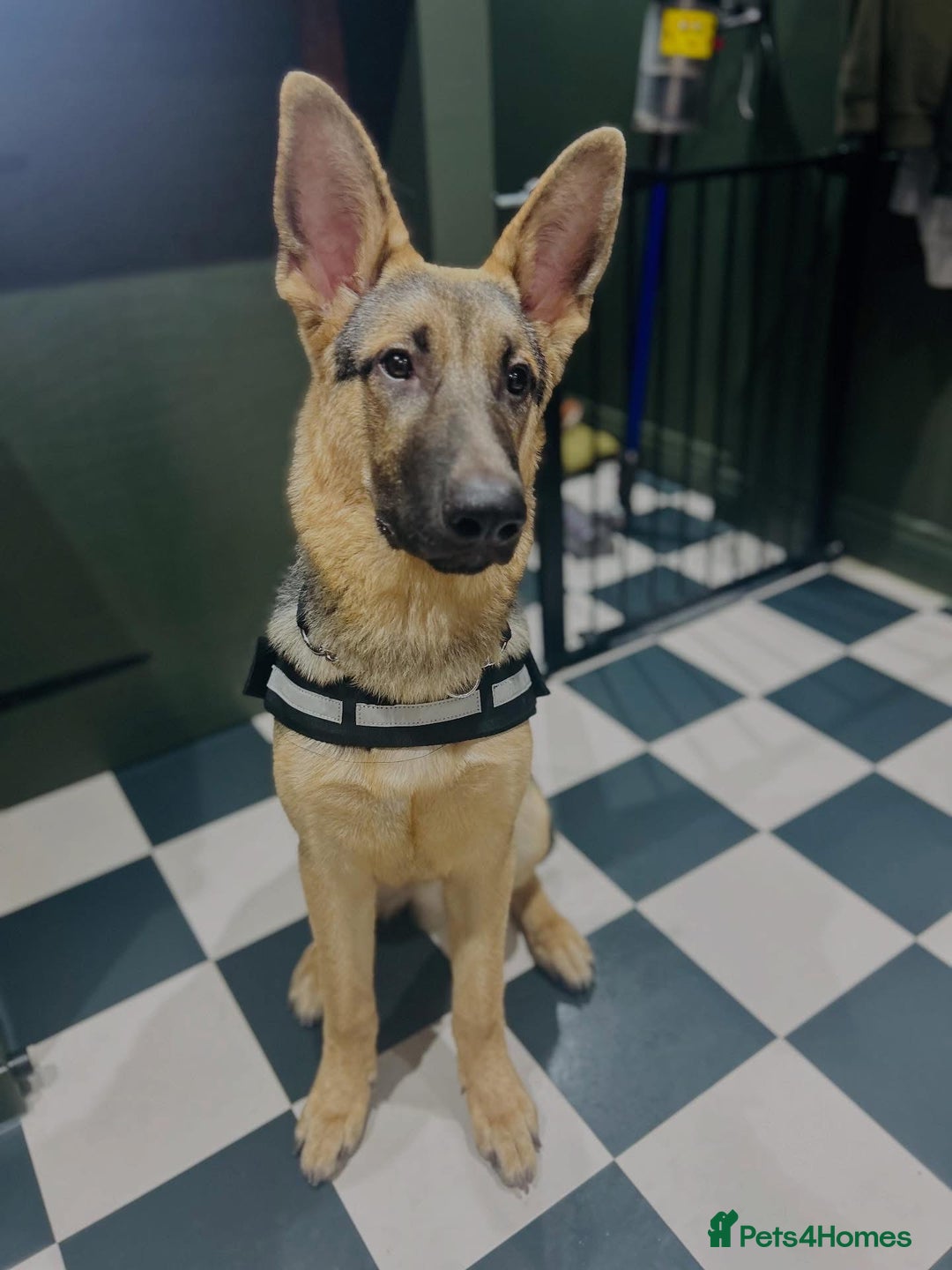 German Shepherd dogs for sale: Male 7 month GSD - Advert 6