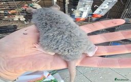 Rat rodents for sale: Babies rats, rex, dumbos and fancy - Image 26