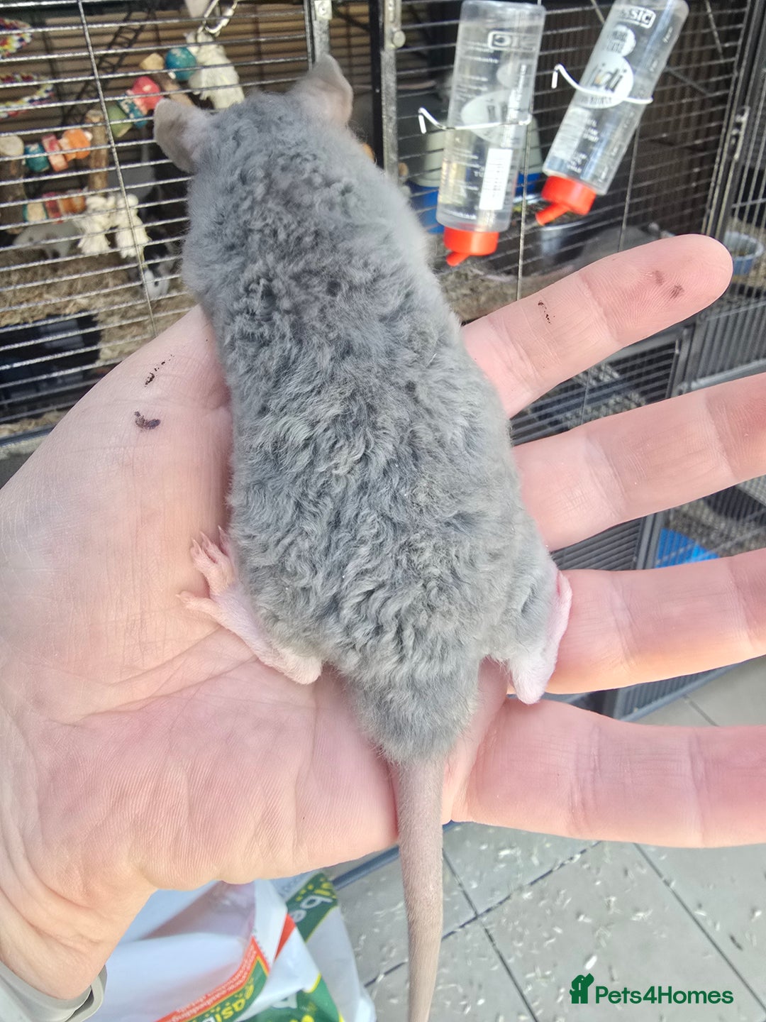 Rat rodents for sale: Babies rats, rex, dumbos and fancy - Image 26