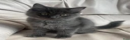 Mixed Breed cats for sale: Ragdoll cross Bsh kittens ready now  - Advert 11