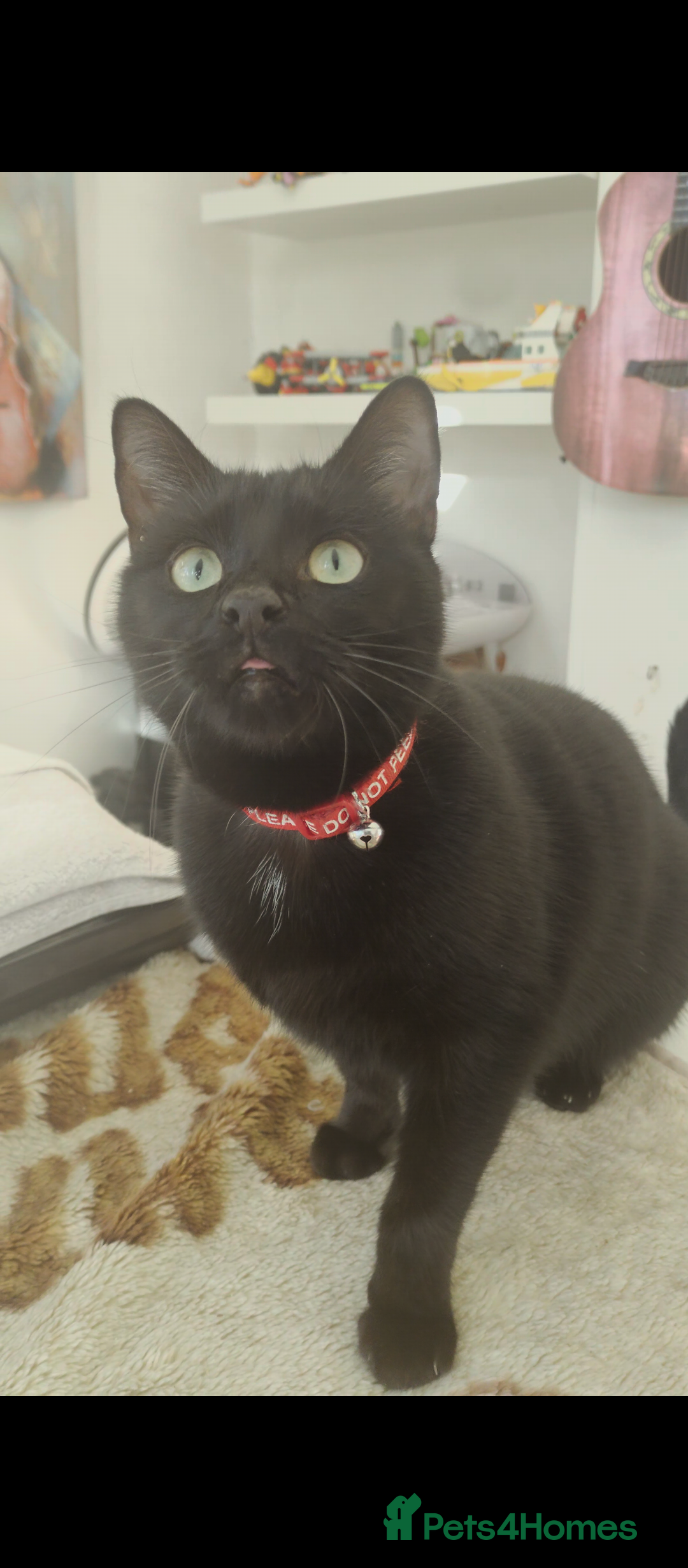 Mixed Breed cats for sale: Bombay X British Short Hair - Advert 3