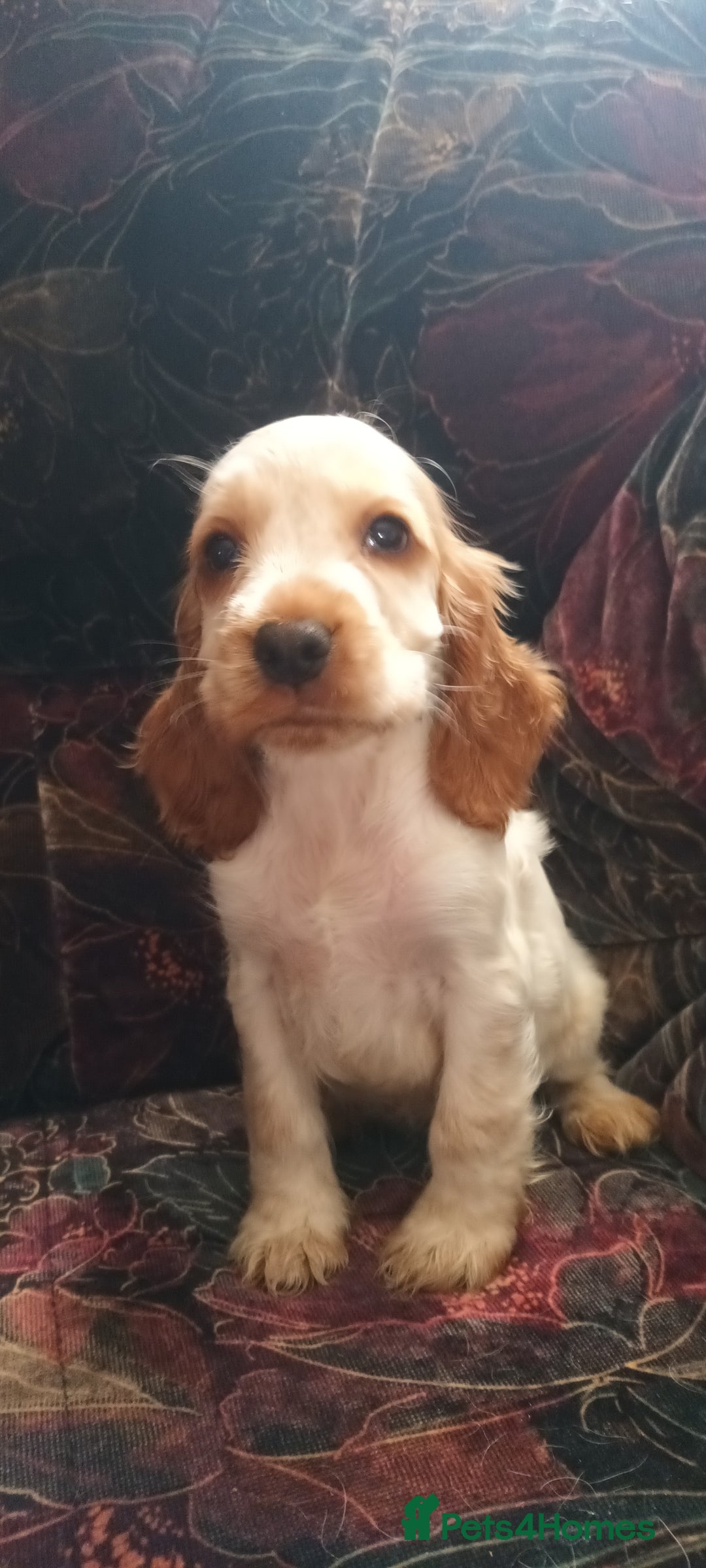 Cocker Spaniel dogs for sale: 5 gorgeous show type cocker spaniel puppies  - Image 5