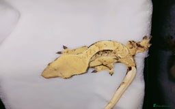 Gecko reptiles for sale: Crested  - Image 19