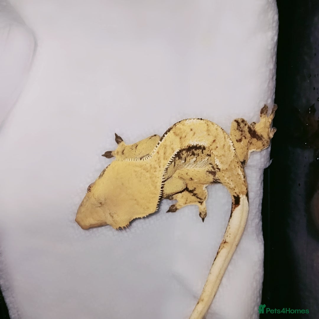 Gecko reptiles for sale: Crested  - Image 19