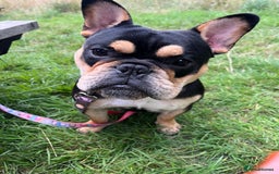 Mixed Breed dogs for sale: Koda the French/English bulldog cross - Image 5