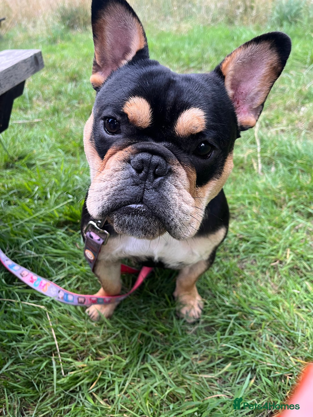 Mixed Breed dogs for sale: Koda the French/English bulldog cross - Image 5