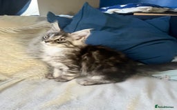 Maine Coon cats for sale: XXL  Ready Now TICA pure bread Maine Coon Kittens  - Image 29