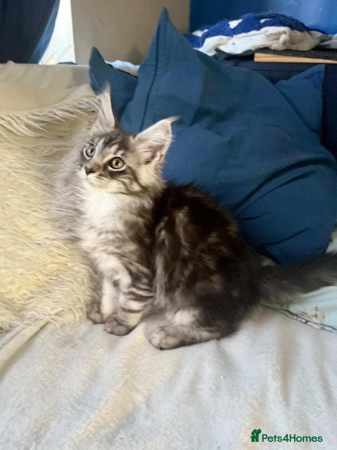 Maine Coon cats for sale: XXL  Ready Now TICA pure bread Maine Coon Kittens  - Image 29