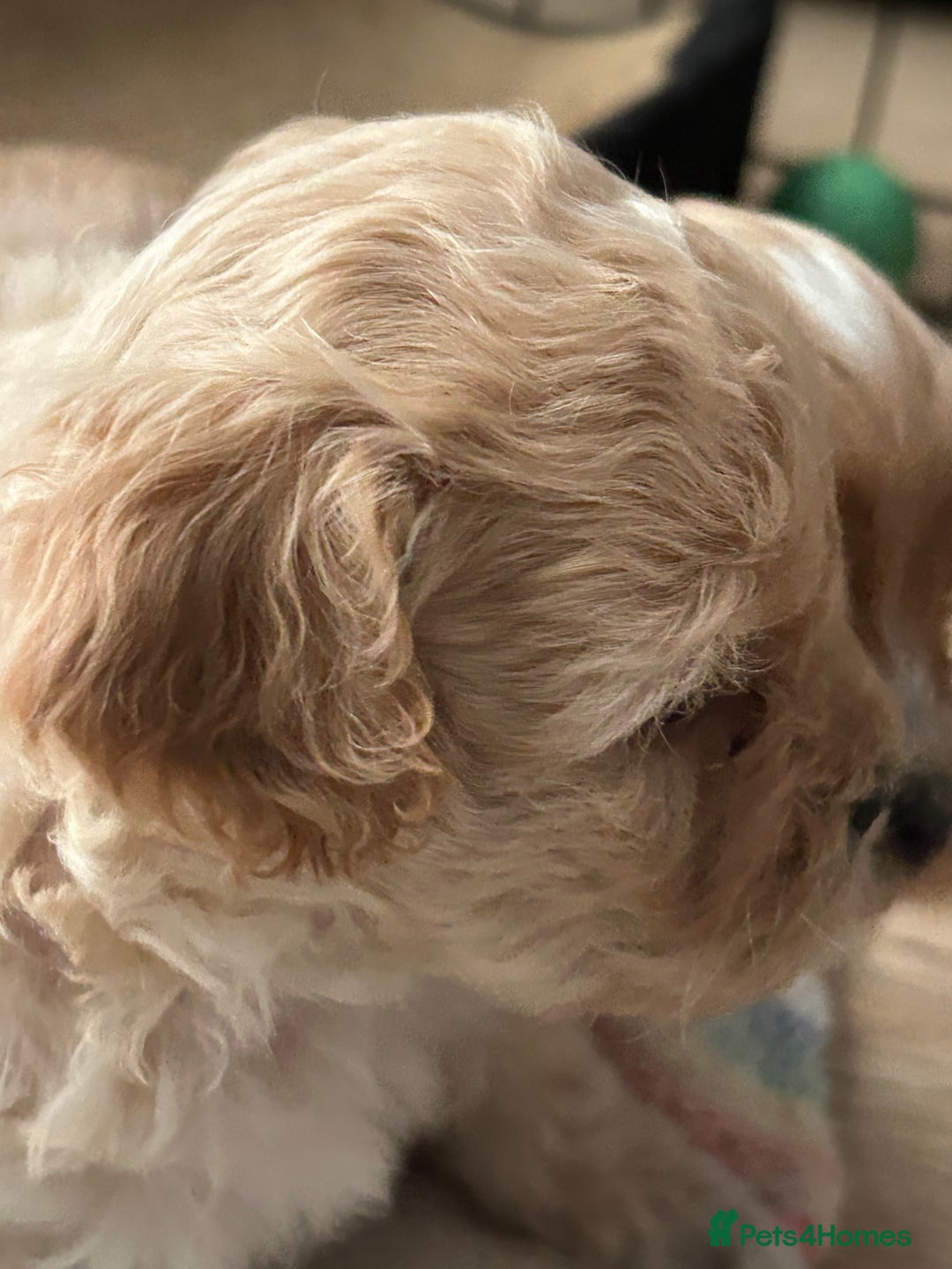 Shihpoo dogs for sale: Shihpoo pups  - Image 6