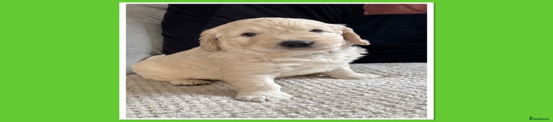 Green collar boy