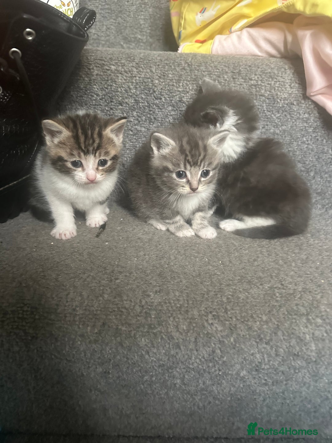 Mixed Breed cats for sale: 2 little girl kittens🩷 - Advert 2