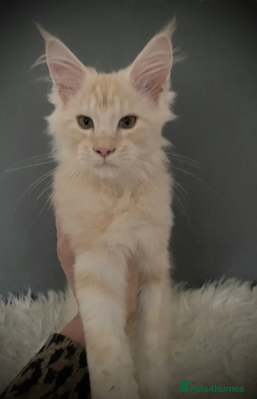 Maine Coon cats for sale: Full Maine Coon 16 wk kittens Large Russian lines - Advert 7