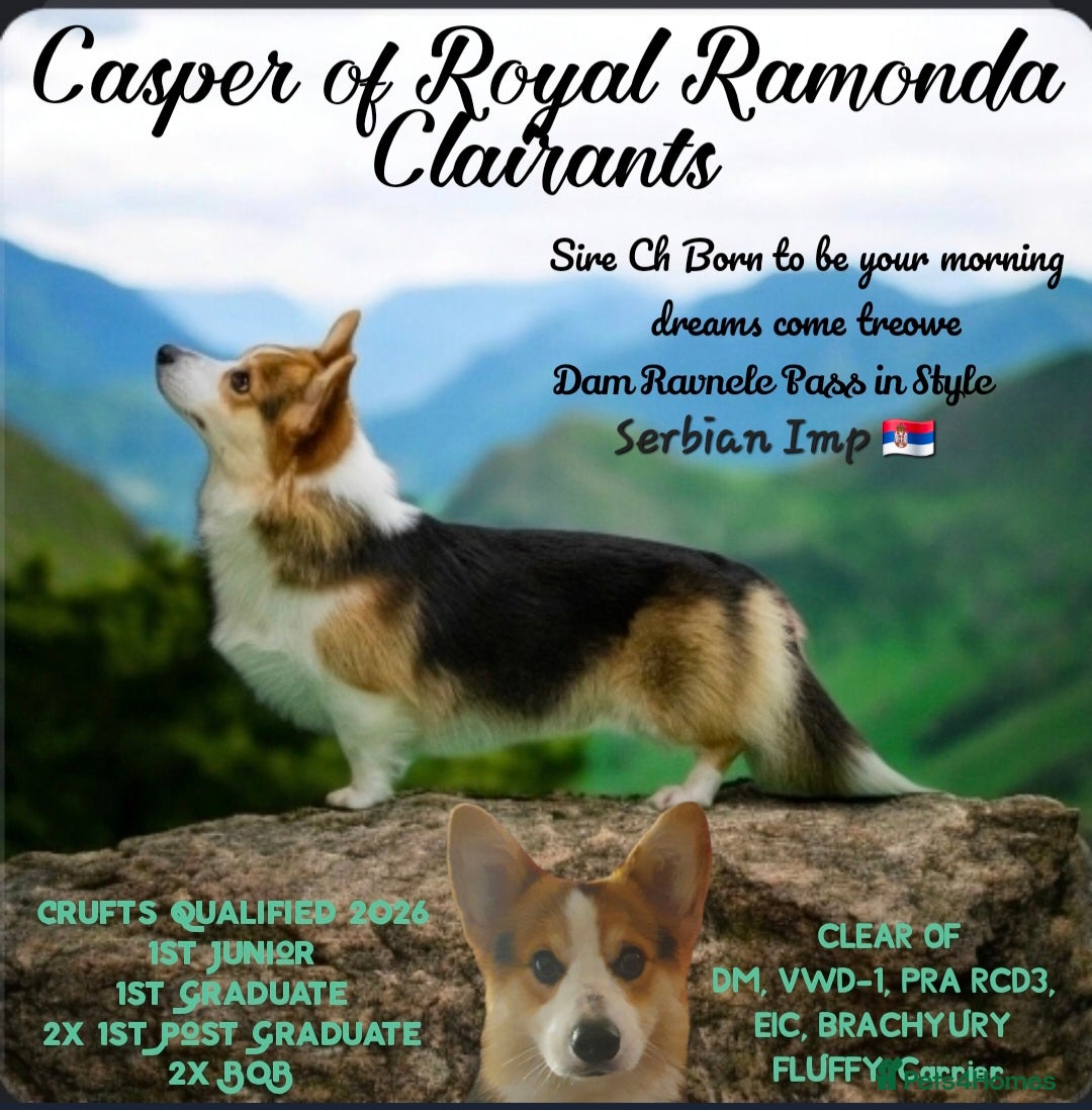 Welsh Corgi Pembroke dogs for sale: Kc reg Serbian lined babies - Image 18