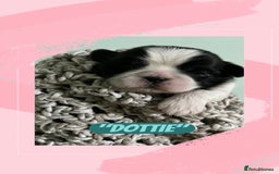 Shih Tzu dogs for sale: Shih Tzu Puppies (standard) - Image 2